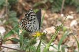 6347_Vetkruidblauwtje (m) - Plitvice N.P. (Kroatia)